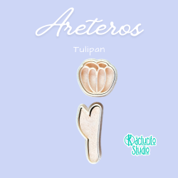 Tulipan | Kactucito Studio